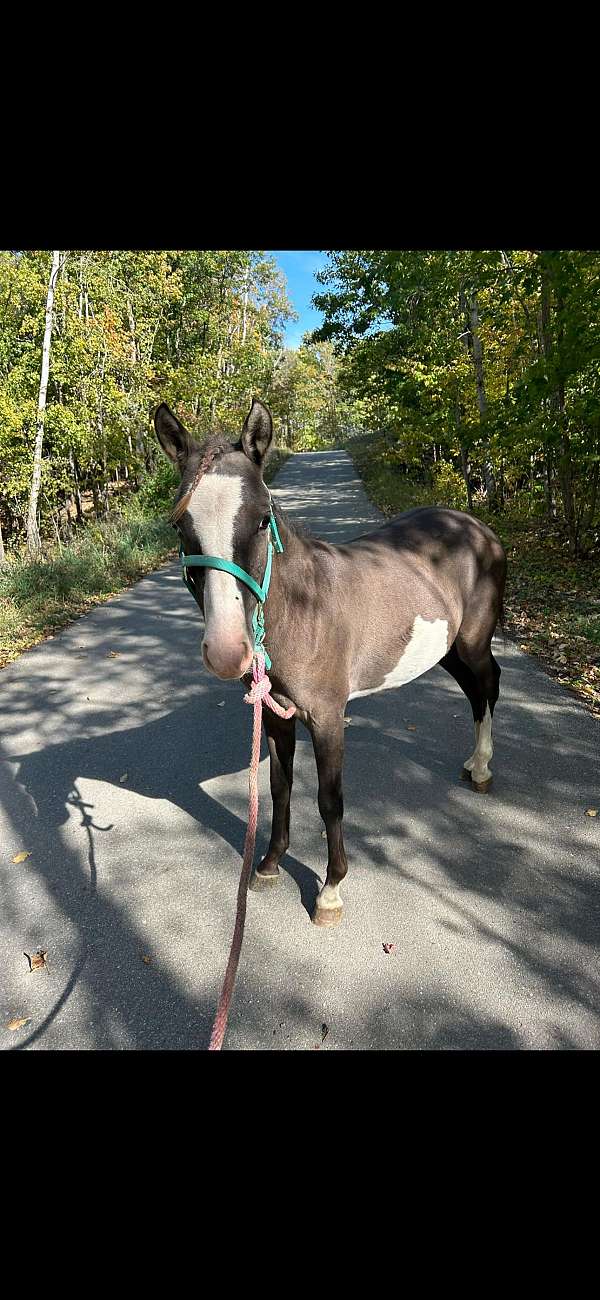 grulla-overo-pony-gelding