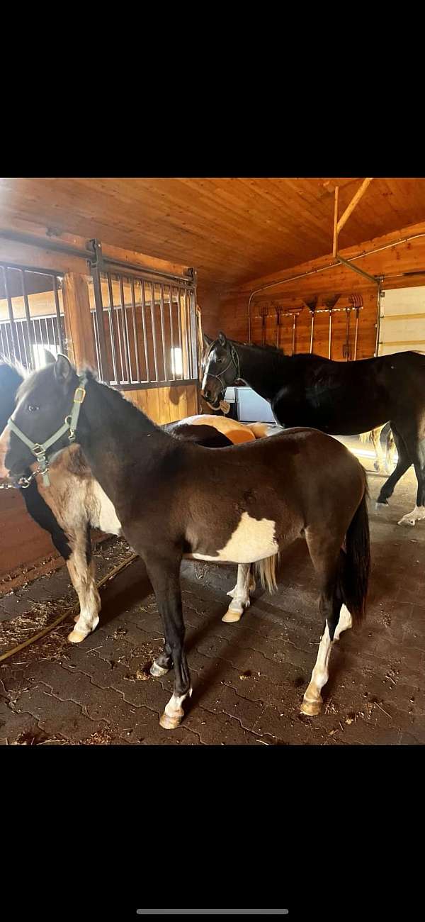 grulla-overo-halter-project-horse