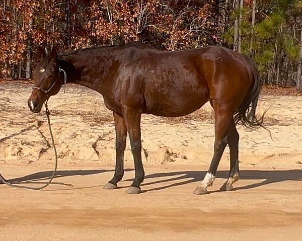 all-around-thoroughbred-horse