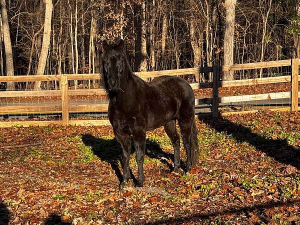 black-hackney-pony