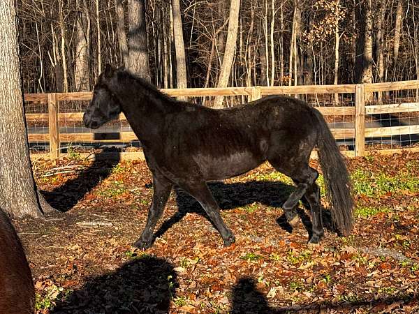 call-hackney-pony