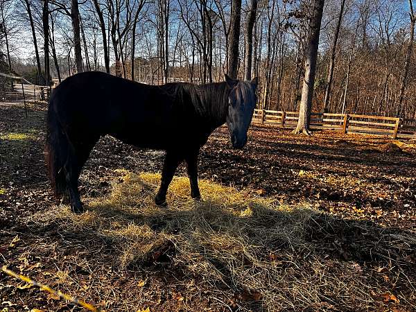 catch-hackney-pony