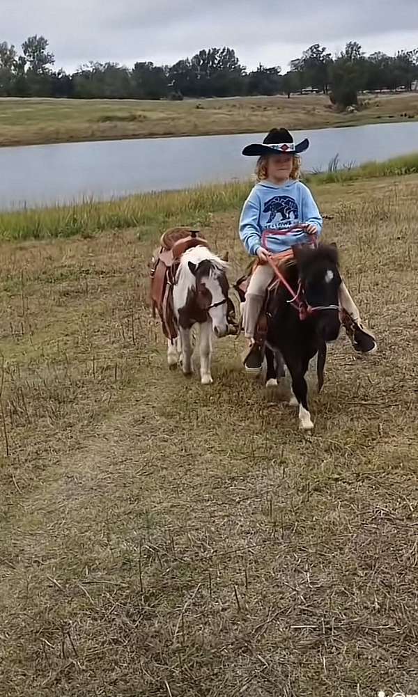 mounted-patrol-miniature-pony