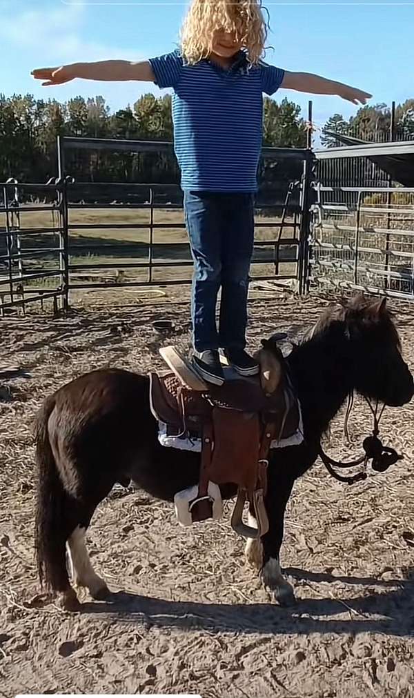 dun-w-blk-points-calf-roping-pony