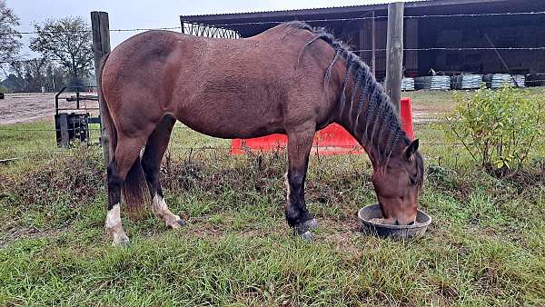 quarter-pony