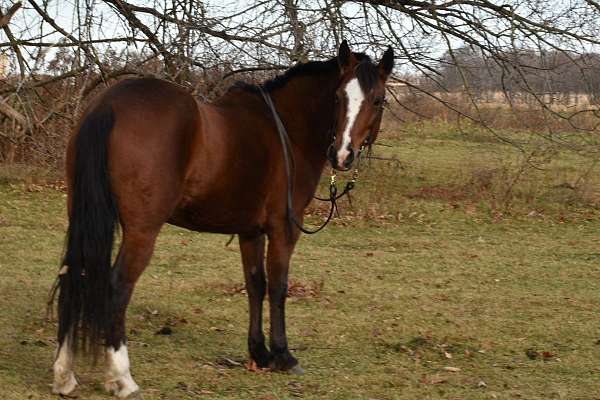 ranch-work-mustang-pony