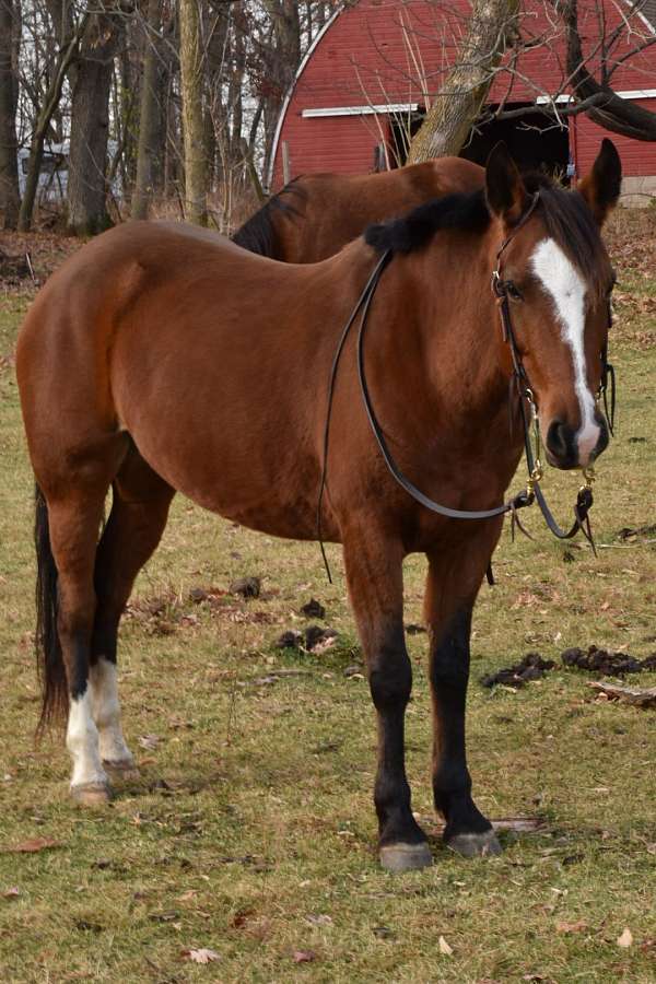 mustang-pony-for-sale