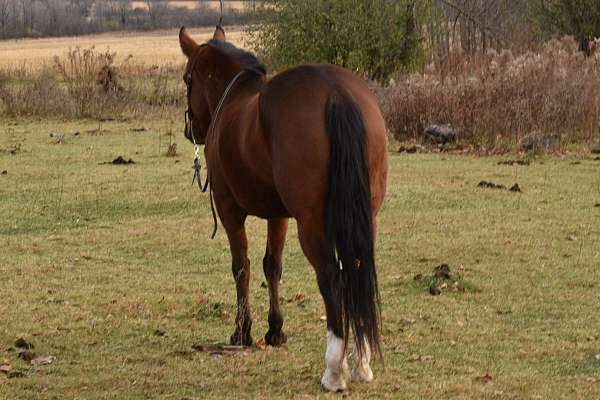 mustang-pony