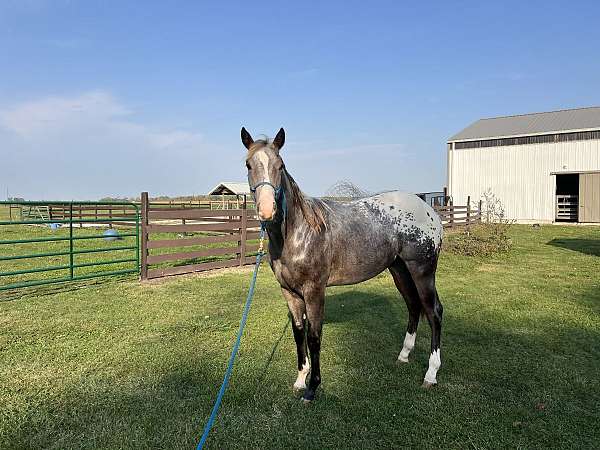 cross-working-appaloosa-horse