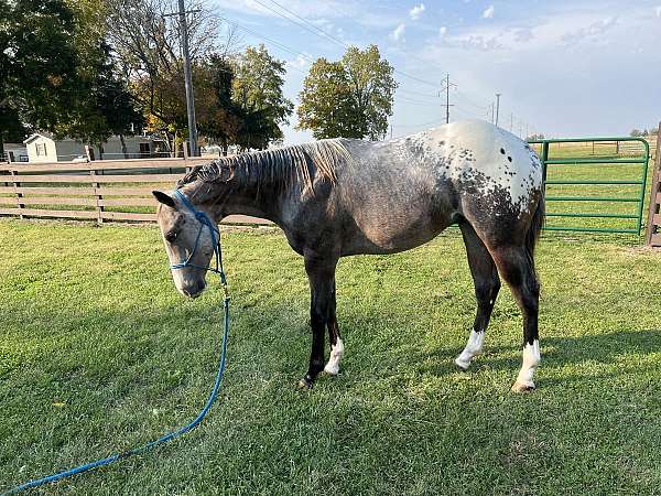 appaloosa-gelding