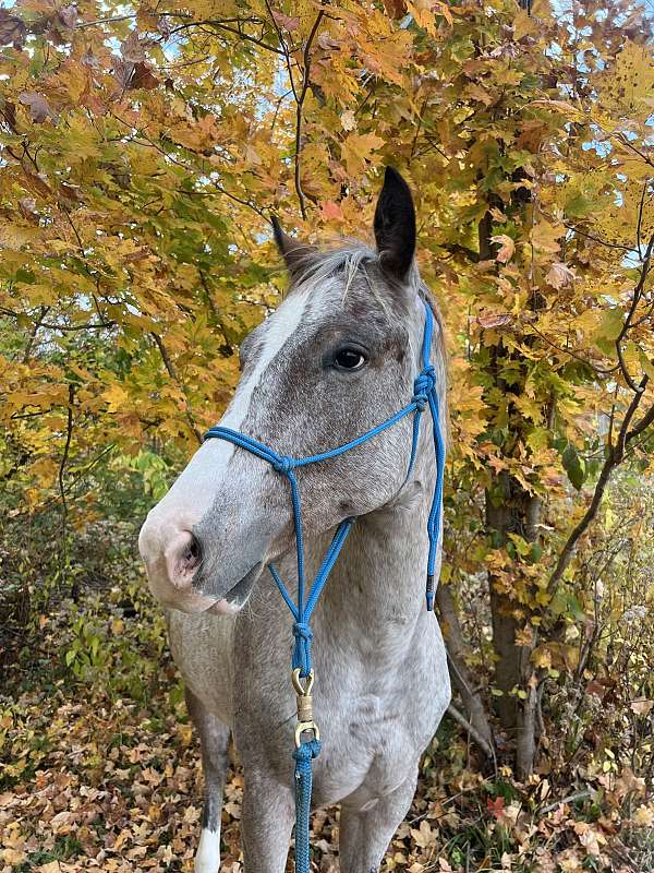 appaloosa-horse-for-sale