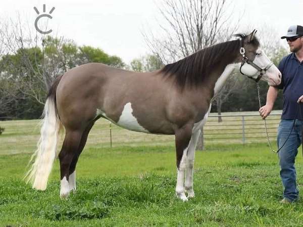 breeding-quarter-horse