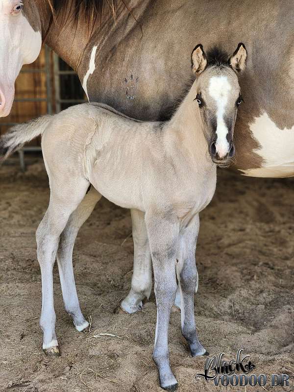 all-around-quarter-horse