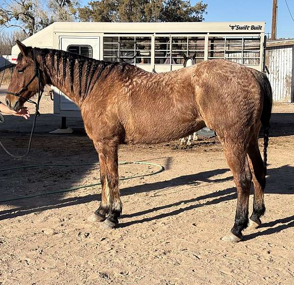 quarter-horse-gelding