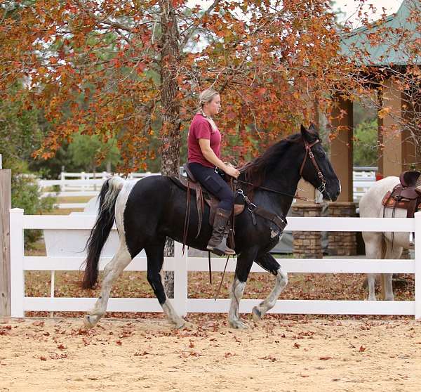 spotted-saddle-gelding