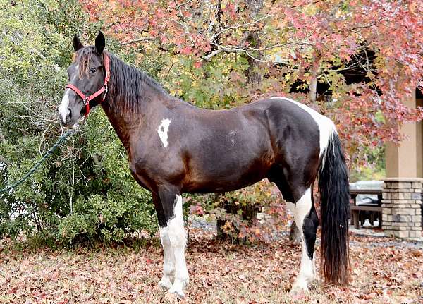 spotted-saddle-horse