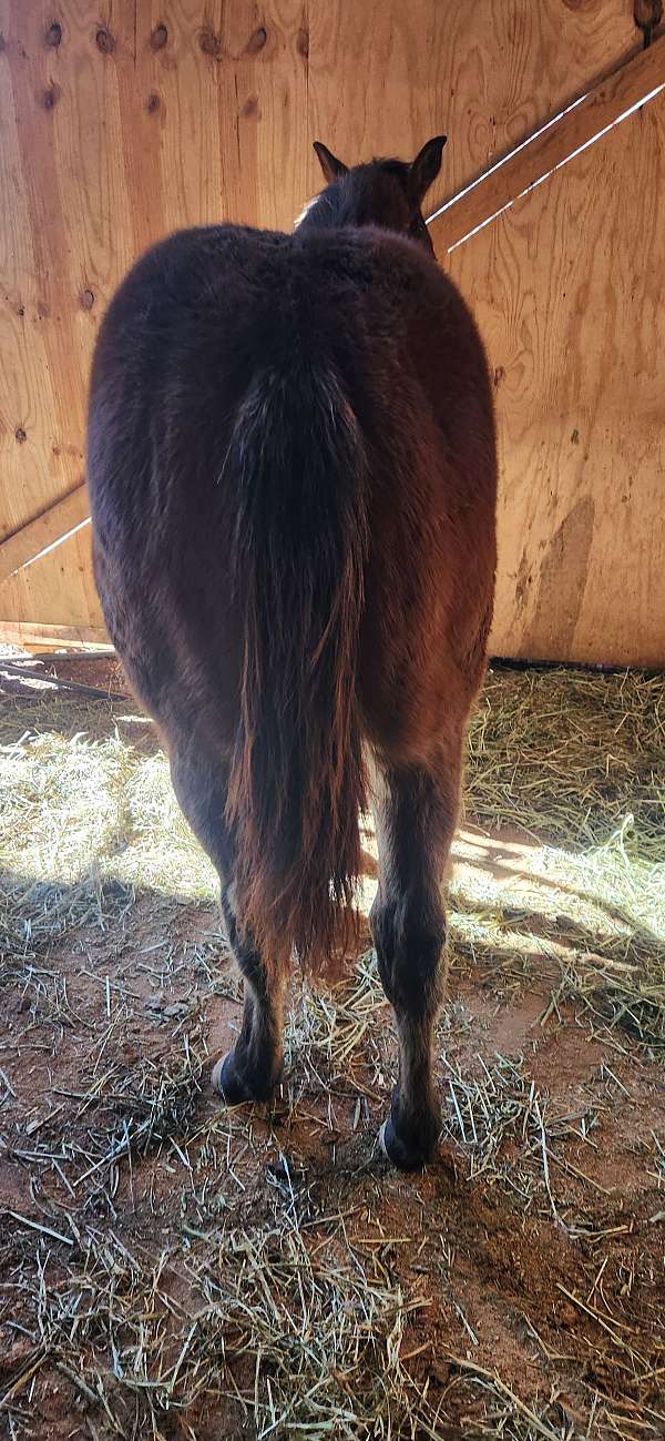 aqha-quarter-horse