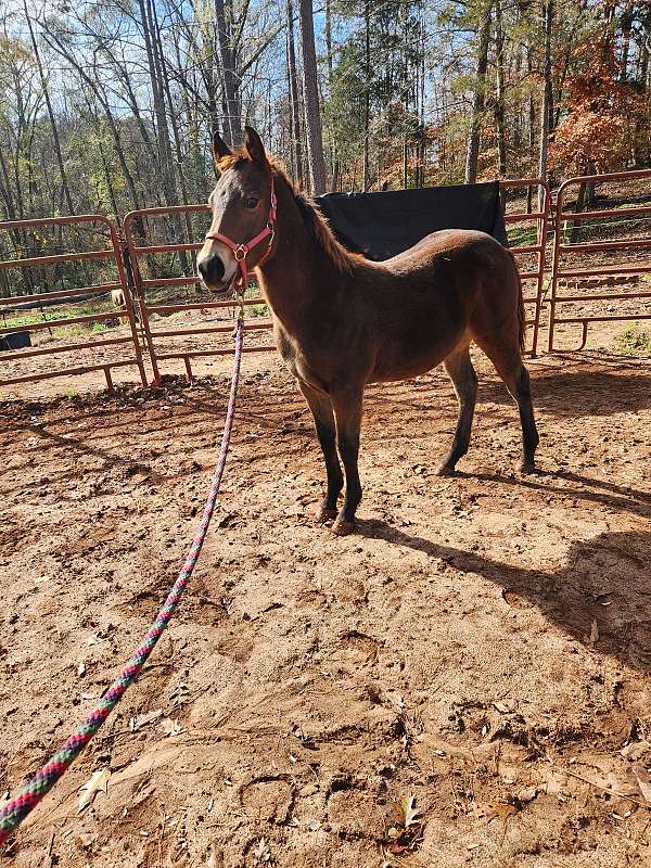 aqha-registered-quarter-horse