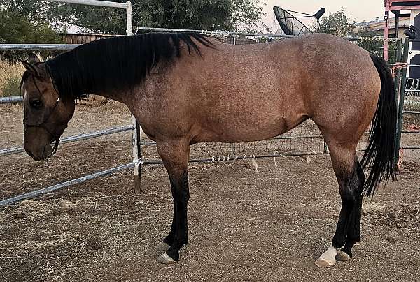 ranch-versatility-mare-yearling