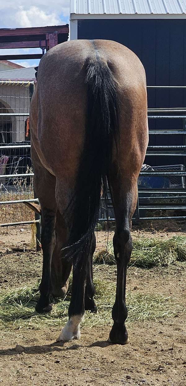 bay-aqha-mare-yearling