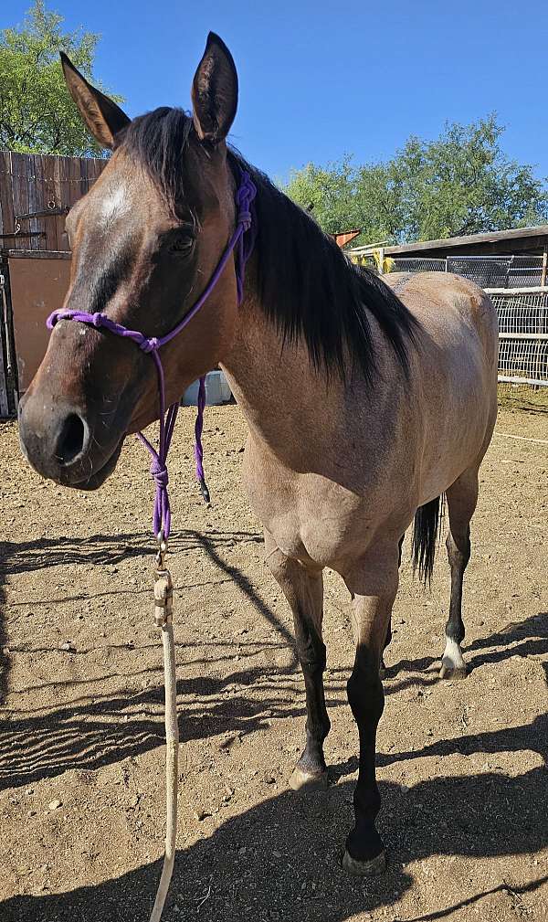 dun-aqha-mare-yearling