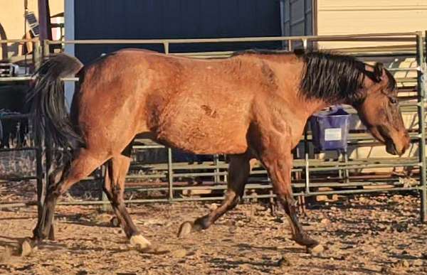 dun-aqha-mare-yearling