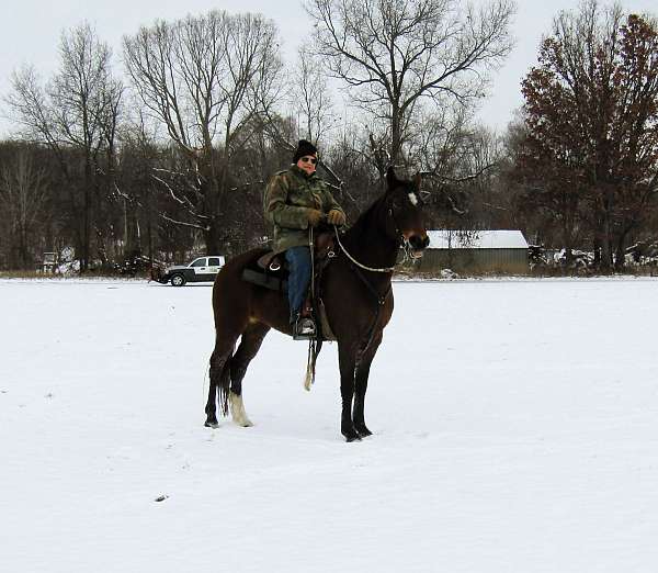 beginner-missouri-fox-trotter-horse