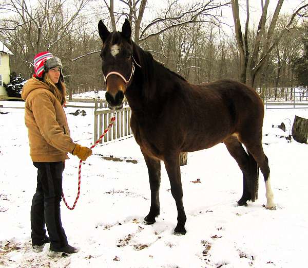 come-try-missouri-fox-trotter-horse