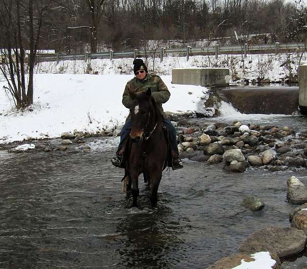 dark-bay-missouri-fox-trotter-horse