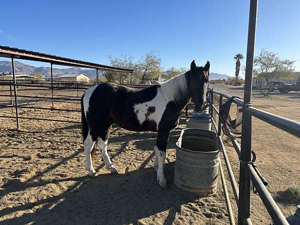 business-spotted-saddle-horse