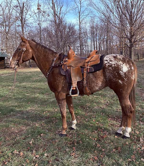 beginner-appaloosa-horse