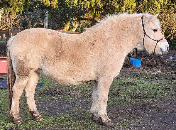 western-dress-fjord-horse