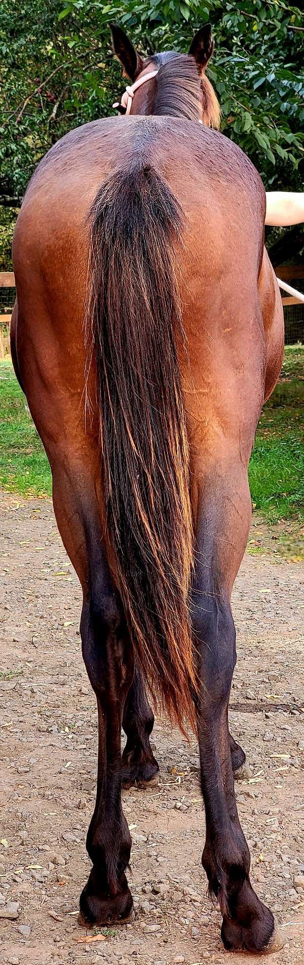 barrel-thoroughbred-horse