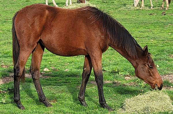 barrel-thoroughbred-horse