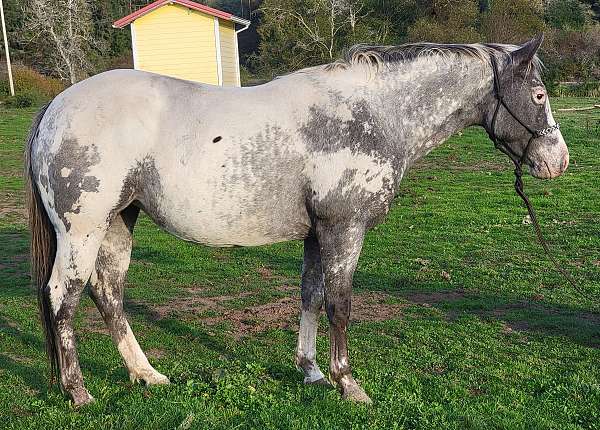 western-dressage-poa-horse