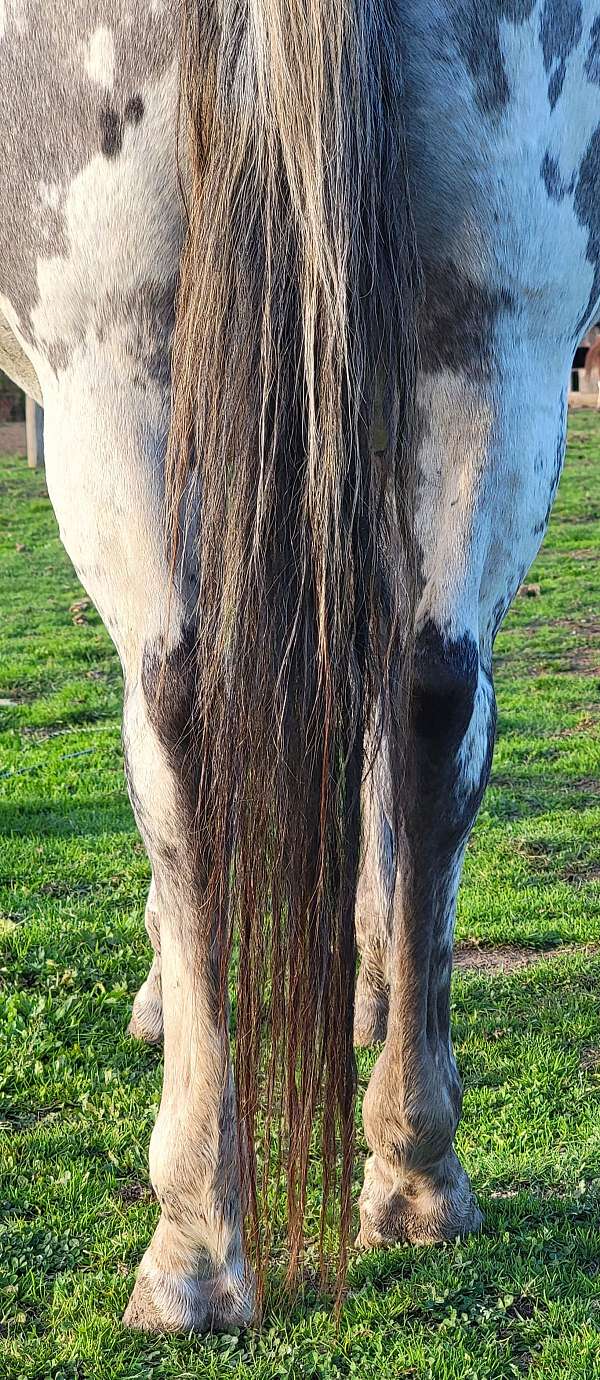 blue-roan-poa-mare