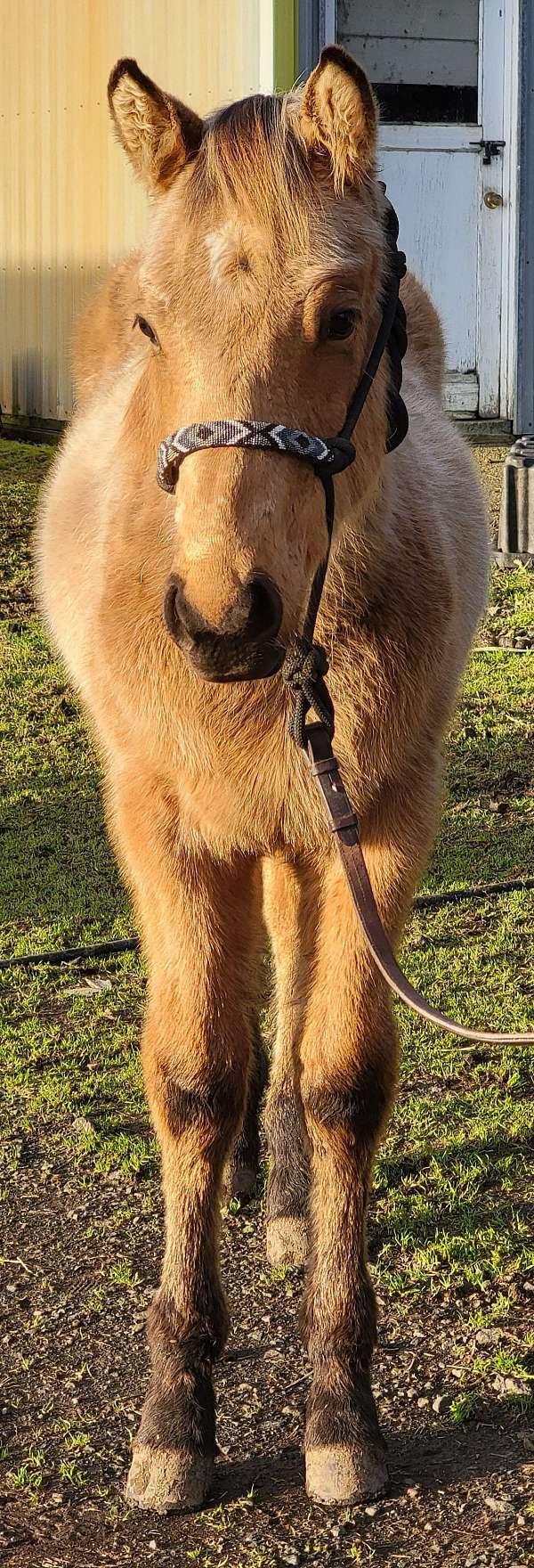 buckskin-stalli-horse