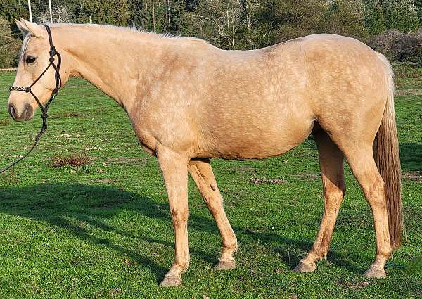 western-plea-hanoverian-horse