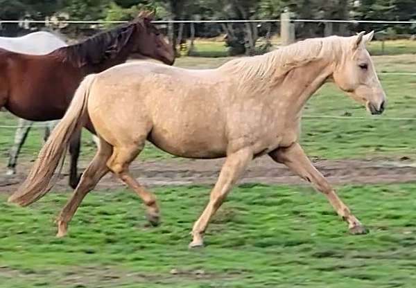 palomino-western-plea-horse