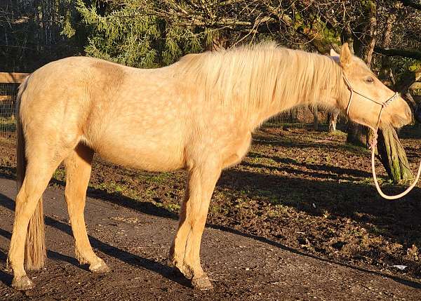 palomino-western-plea-horse