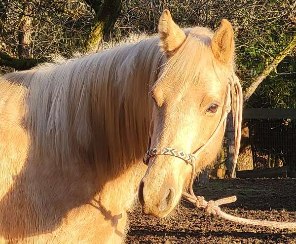 western-plea-hanoverian-horse