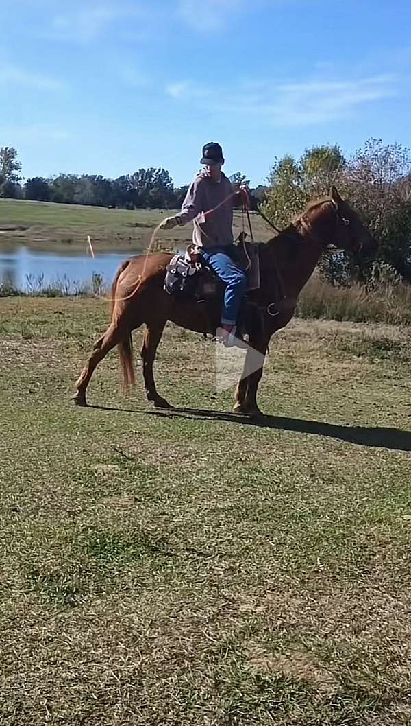 draft-horse-for-sale