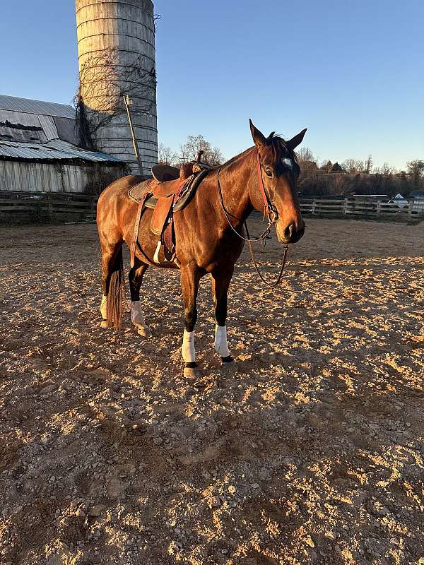 all-around-thoroughbred-horse