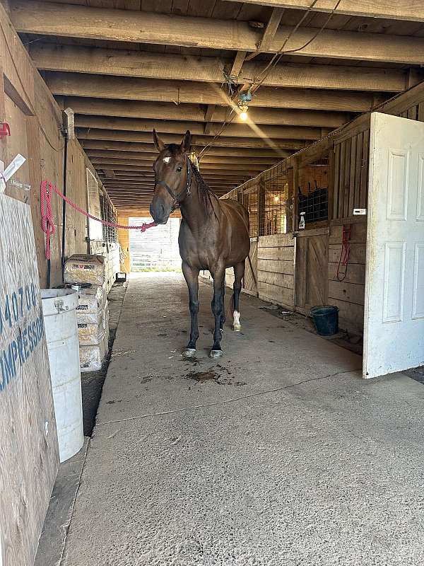 dressage-thoroughbred-horse