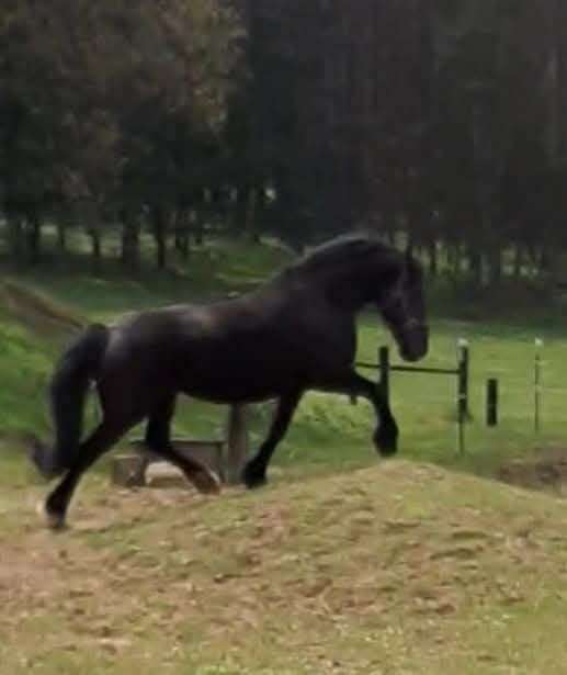 all-around-barock-pinto-horse