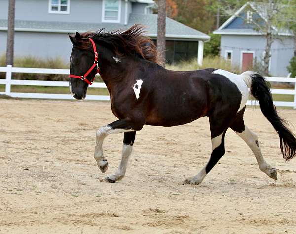 tennessee-walking-horse-for-sale