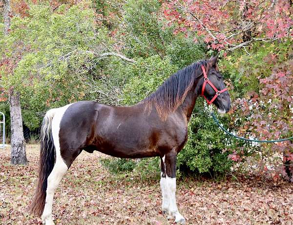 tennessee-walking-horse