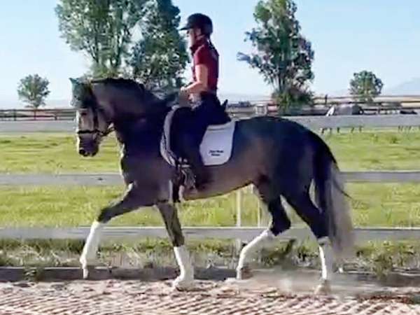 confidence-andalusian-horse