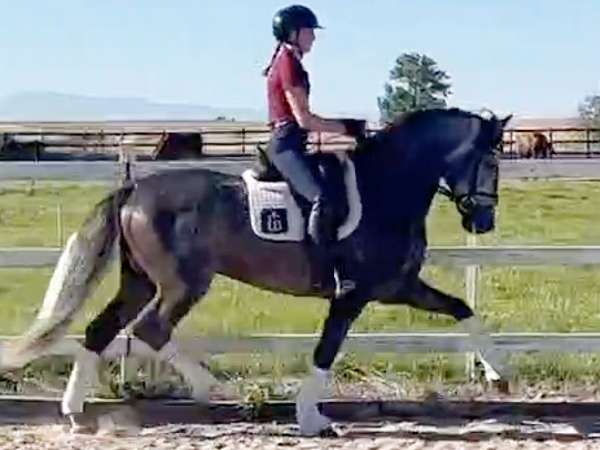 cooperative-andalusian-horse