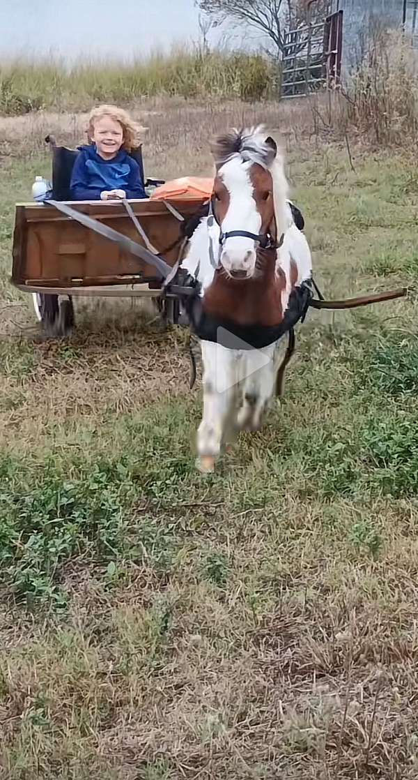 all-around-rodeo-pony